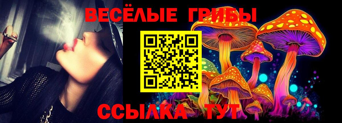 Черняховск  Псилоцибиновые грибы Psilocybe  Вход с VPN 